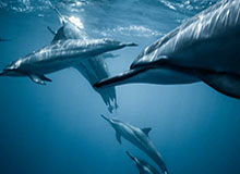 为何沃克斯成为《地狱客栈》创作者最喜爱的角色